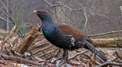 Церемонија